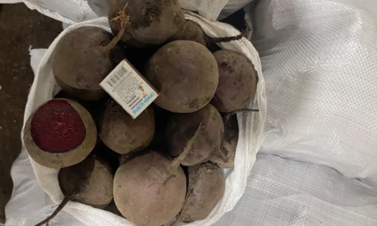 Продаж буряка столового - фото № 1