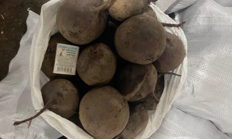 Продаж буряка столового - фото № 2