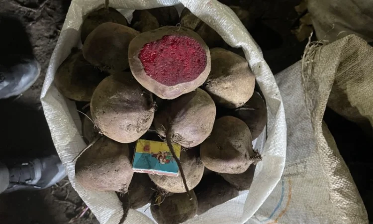 Продаж буряка столового - фото № 3