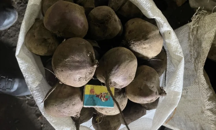 Продаж буряка столового - фото № 4