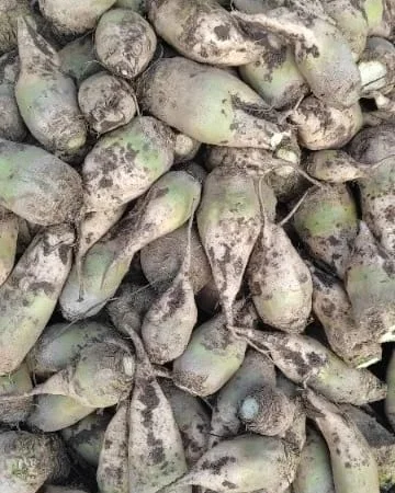 Продам кормовий буряк - фото № 1