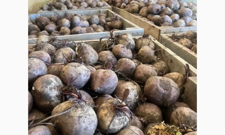 Продаю крупний буряк - фото № 1