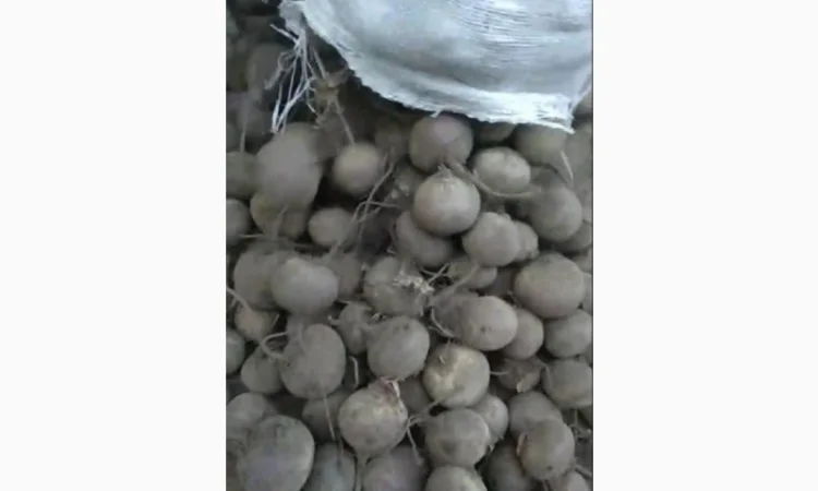 Продам буряк - фото № 1