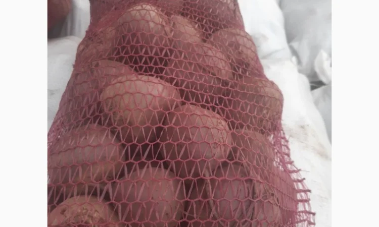 Продаємо буряк - фото № 3