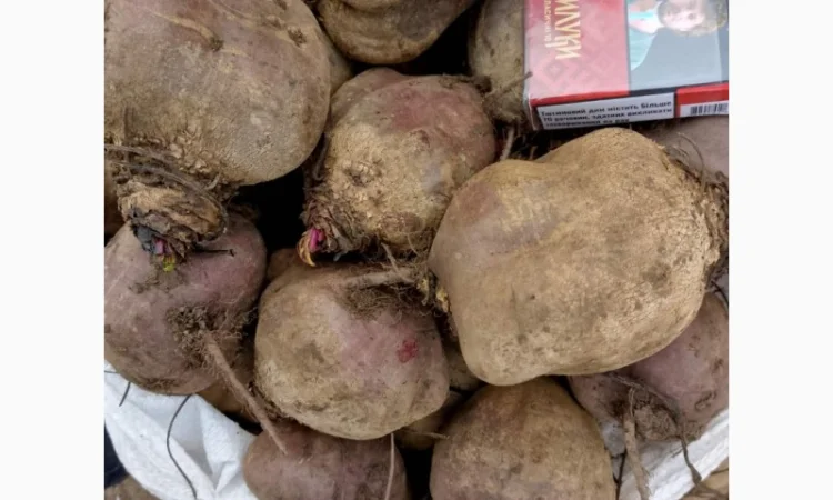 Продаём буряк сорт "Пабло" 2 сорт - фото № 1