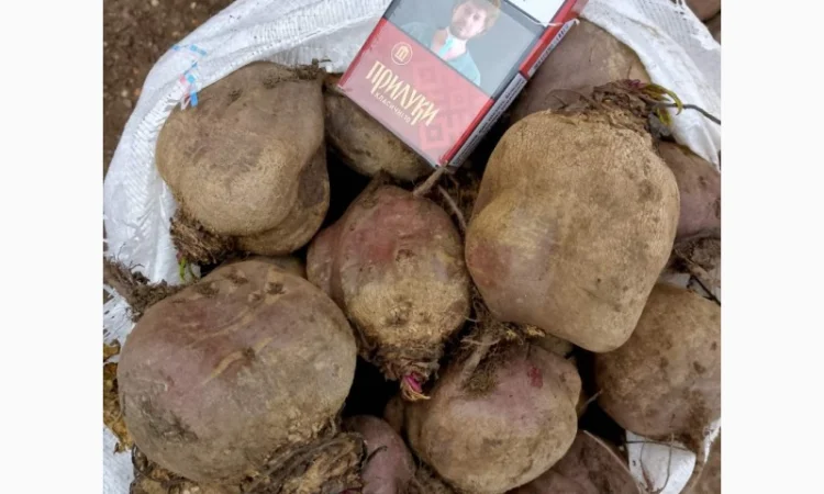 Продаём буряк сорт "Пабло" 2 сорт - фото № 2