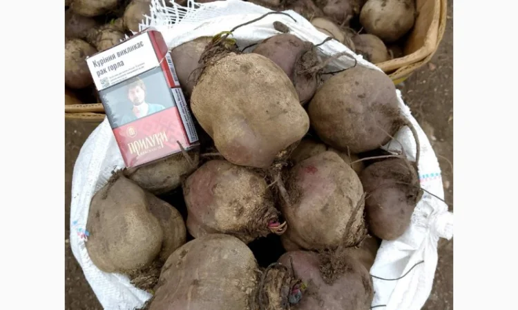 Продаём буряк сорт "Пабло" 2 сорт - фото № 3