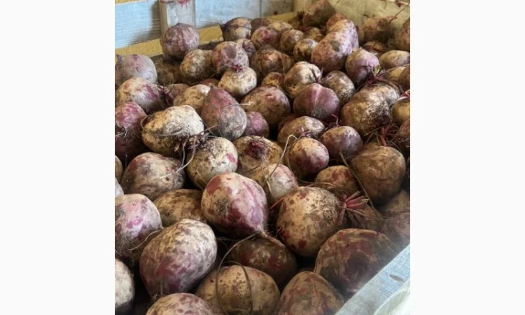 Буряк столовий крупний оптом - фото № 1