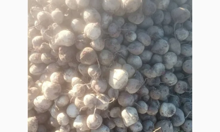 Продам столовий буряк оптом сорт Детройт, калібр 6-10, від 20 тонн - фото № 1