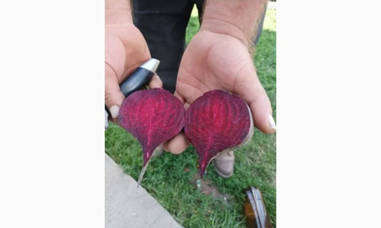 Продам столовий буряк оптом сорт Детройт, калібр 6-10, від 20 тонн - фото № 2