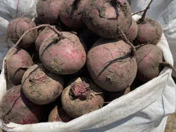 Купимо буряк врожай 2024 від 10 тон - фото № 1