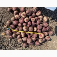 Продам буряк(свекла) для столових потреб(нестандарт) - фото № 1