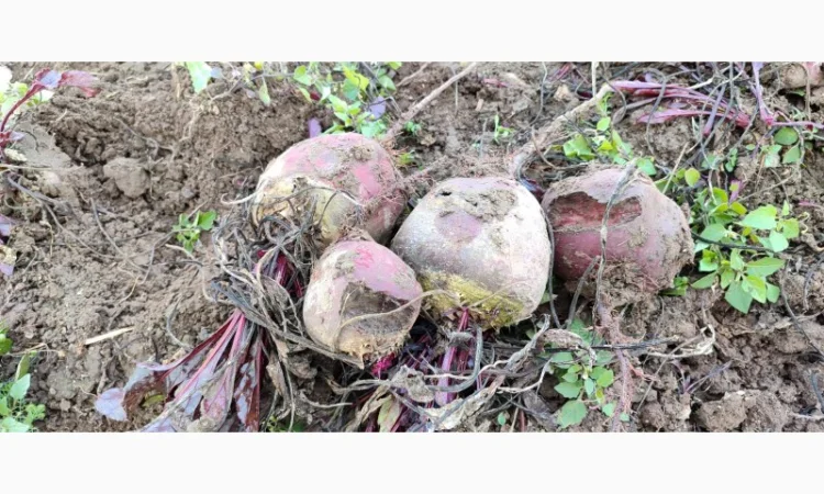 Продам некондеційний столовий буряк - фото № 1