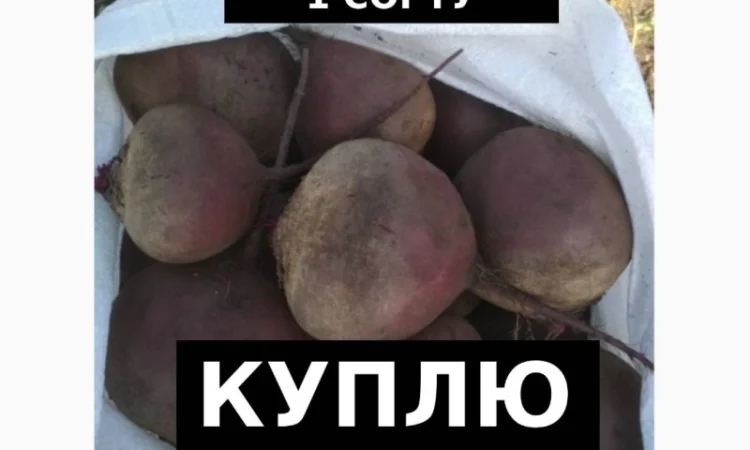 Куплю Буряк (Гурт/ОПТ) по Україні - фото № 1