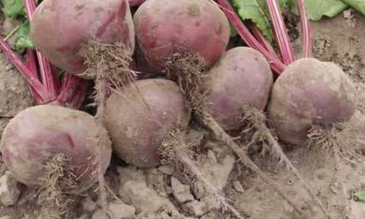 Продам буряк столовий - фото № 1