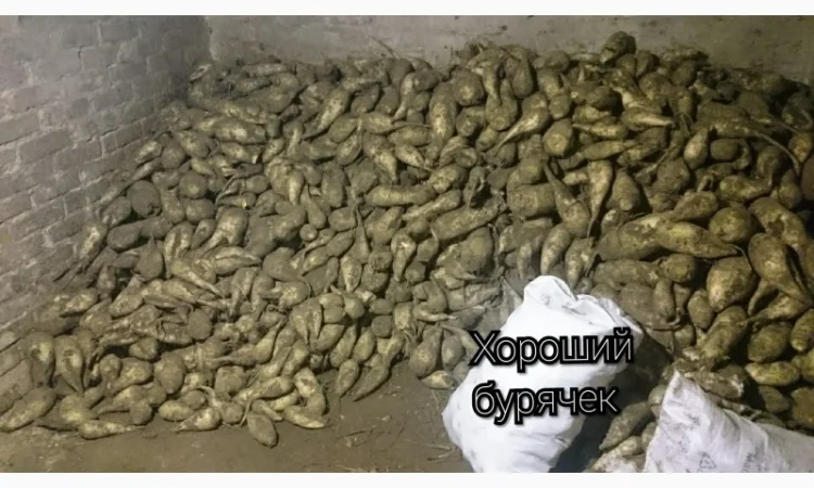 Продам буряк кормовий, польський, . Еко виробництво - фото № 1