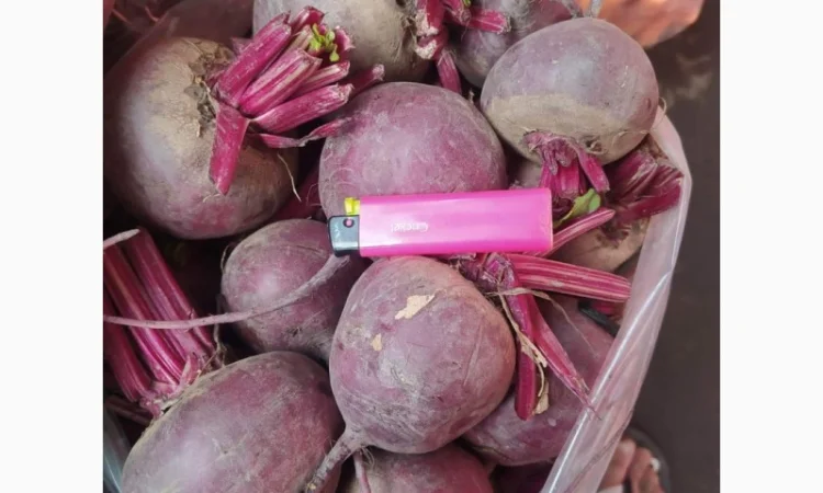 Буряк круглый и цилиндр - фото № 1