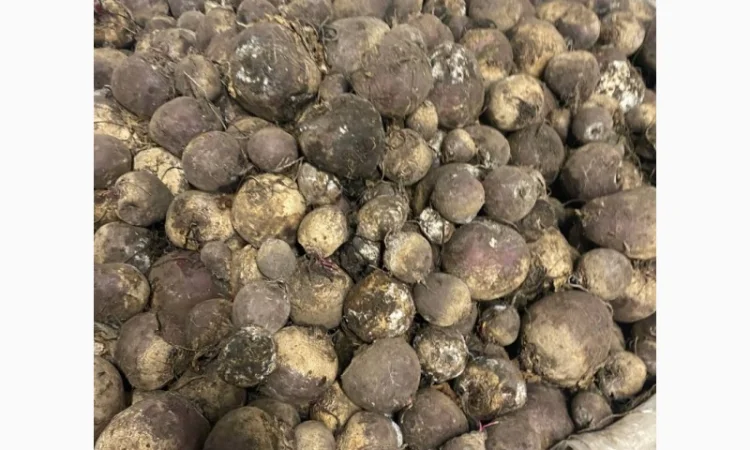 Продам буряк 2-сорта 10 тонн - фото № 1