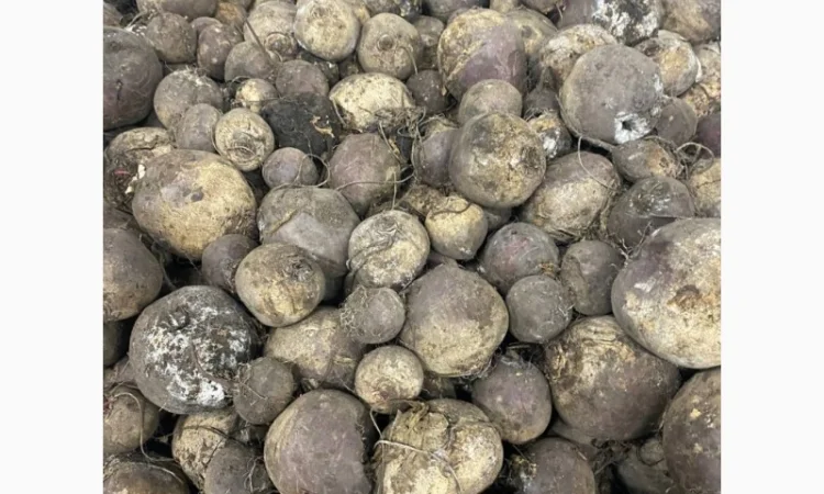 Продам буряк 2-сорта 10 тонн - фото № 2