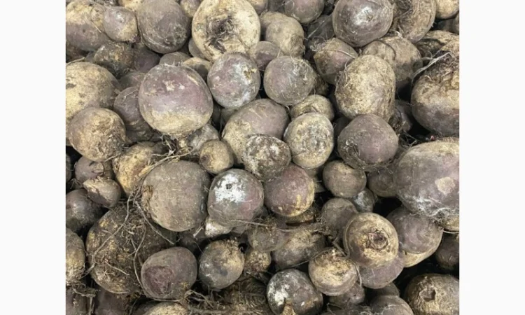 Продам буряк 2-сорта 10 тонн - фото № 3