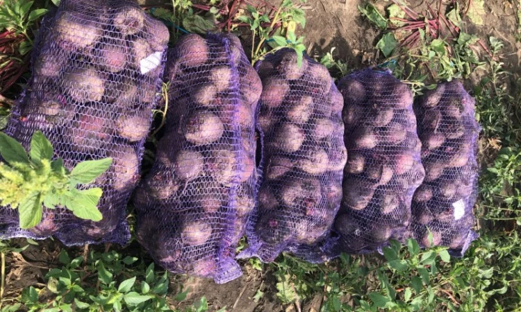 Продам свеклу - фото № 1