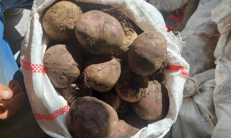 Продам буряк круглий Киев - фото № 1