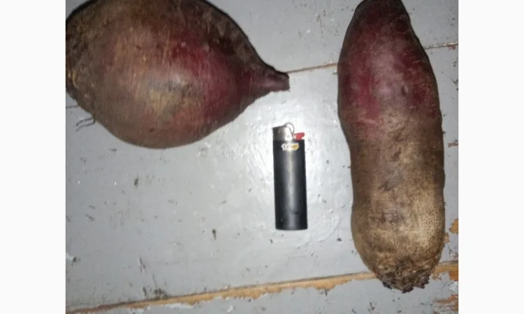 Продам буряк столовий - фото № 2