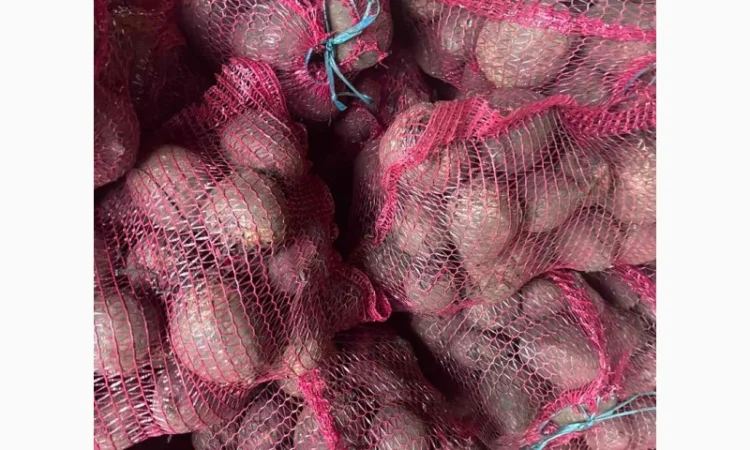 Буряк столовий - фото № 3