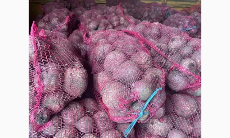 Буряк столовий - фото № 6