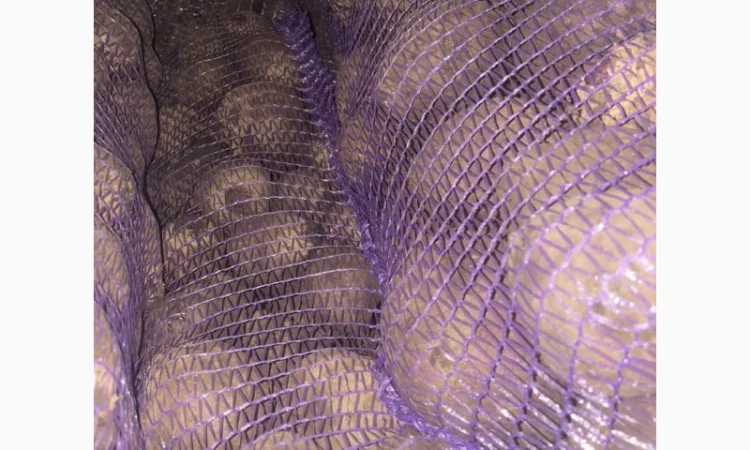 Буряк столовий - фото № 7