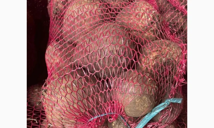 Буряк столовий - фото № 1