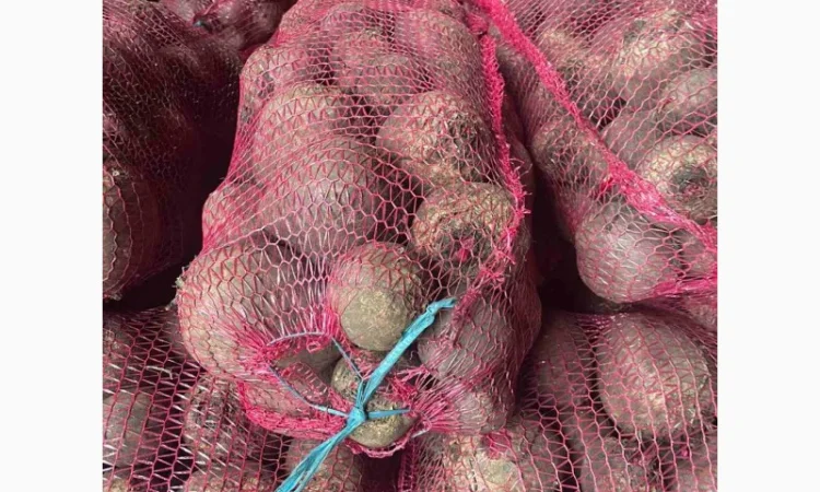 Буряк столовий - фото № 2