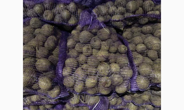 Буряк оптом! Высший сорт! Спеши - фото № 1