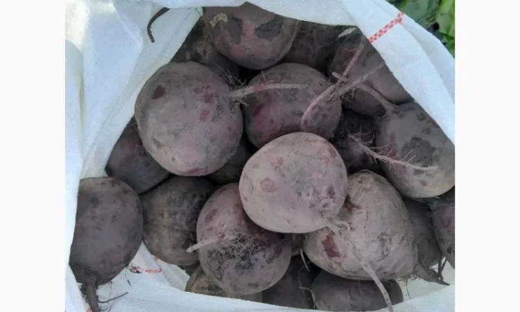 Свекла свежая, Буряк свежий - фото № 1