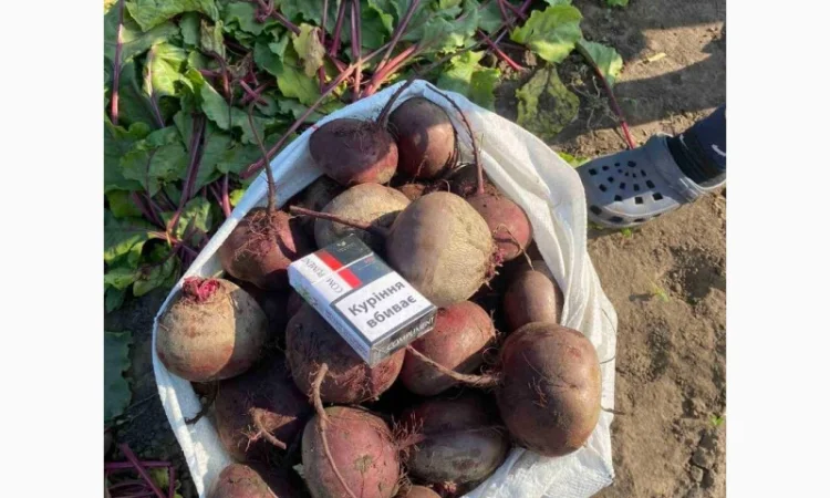 Свекла свежая, Буряк свежий - фото № 2