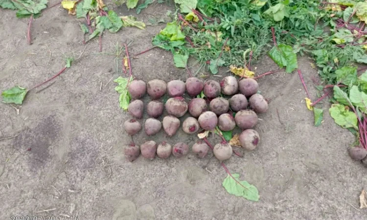 Свекла свежая, Буряк свежий - фото № 3