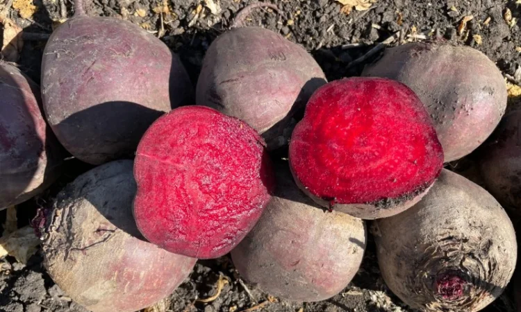 Свекла свежая, Буряк свежий - фото № 5