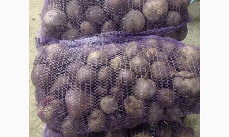 Продам свеклу - фото № 1