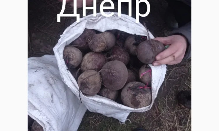 Продам свеклу - фото № 2