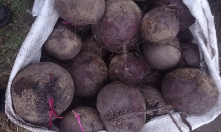 Продам свеклу - фото № 3