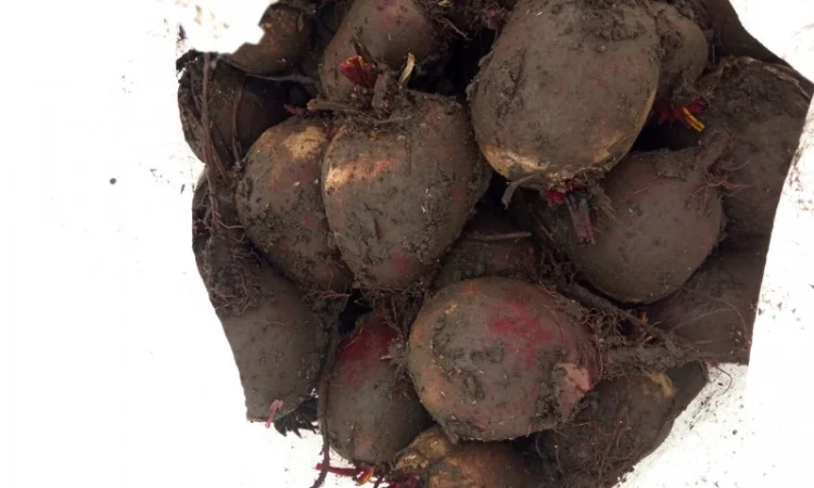 Продам буряк в якості - фото № 1