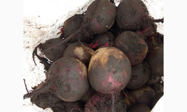 Продам буряк в якості - фото № 2