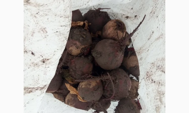 Продам буряк в якості - фото № 3