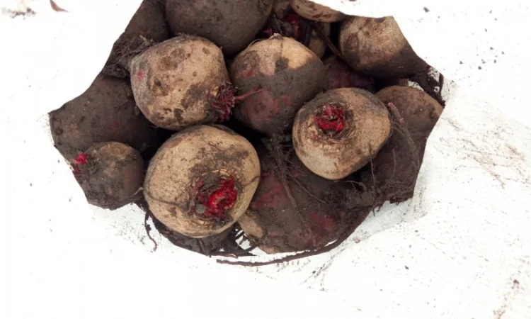 Продам буряк в якості - фото № 4