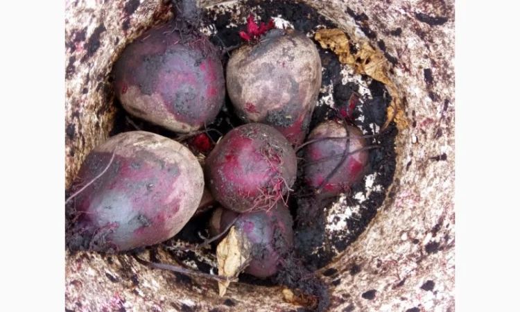 Продам буряк в якості - фото № 5