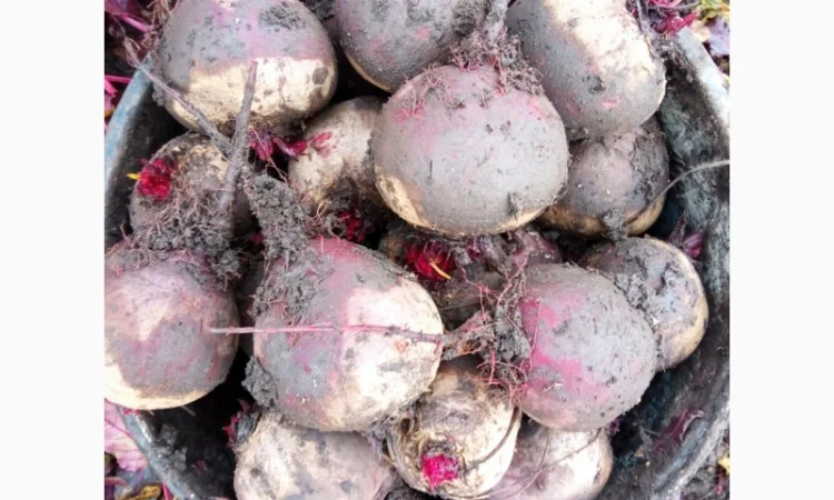 Продам буряк в якості - фото № 6