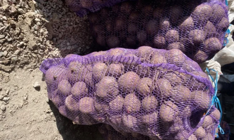 Продам буряк - фото № 1