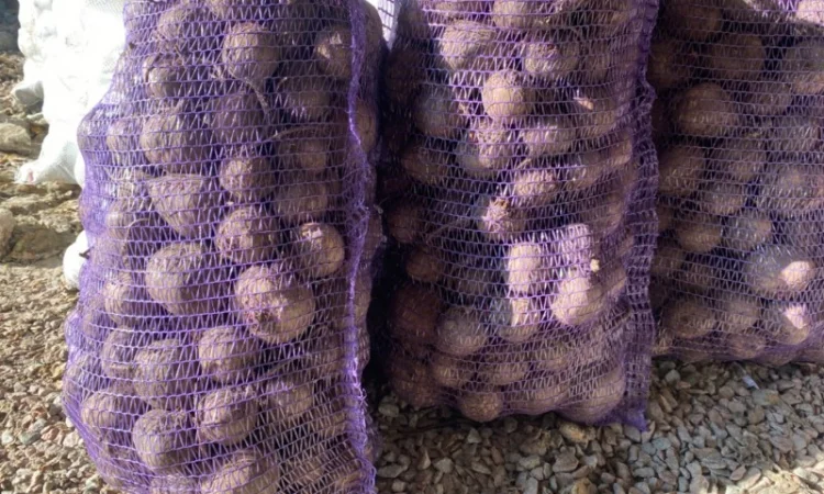 Продам буряк - фото № 2