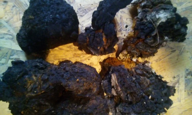 Чага березы без кори 100 грамм 45 грн - фото № 2