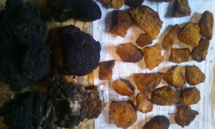 Чага березы без кори 100 грамм 45 грн - фото № 3